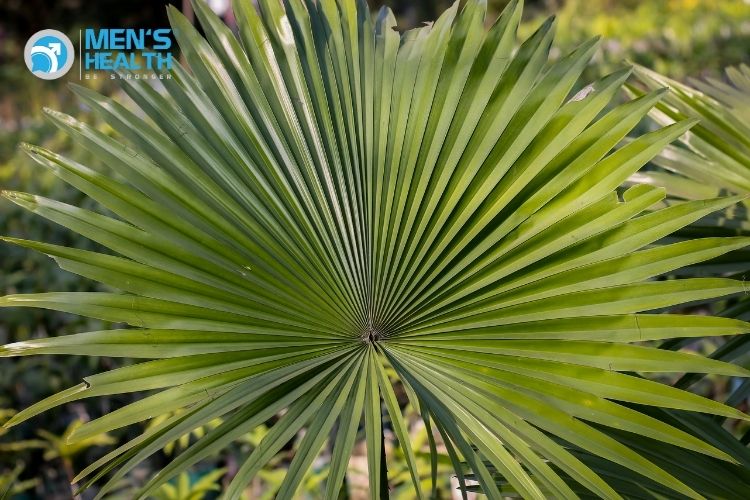  Dịch chiết N-hexane của Serenoa repens được công nhận là thuốc với hiệu quả và độ an toàn được chấp nhận dùng trong điều trị hoặc hỗ trợ điều trị phì đại lành tính tuyến tiền liệt. 